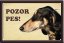 Persian Greyhound Saluki table 15x10 cm - Text tabulky: Pozor pes!